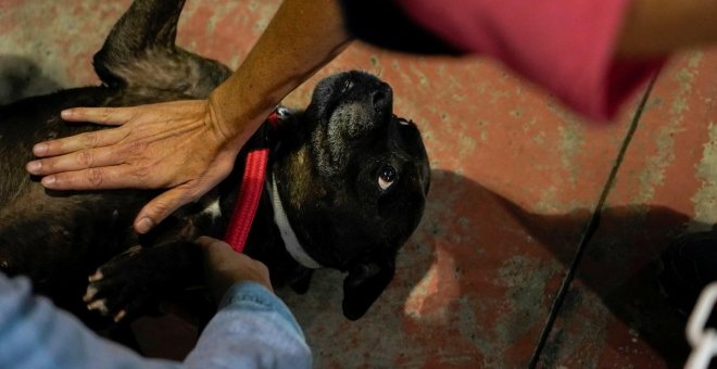 Sacrificio cero, fin de la venta en tiendas y circos sin maltrato: claves de la futura ley de protección animal