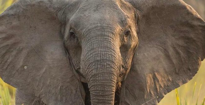 La matanza de elefantes por el marfil aumentó el número de hembras nacidas sin colmillos