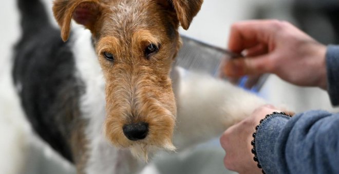 ¿Podría tu casero prohibirte vivir con tu mascota en un piso de alquiler con la nueva ley de protección de los animales?