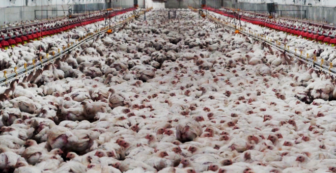 Hacinamiento, aves deformadas y cadáveres: una investigación revela la crueldad de las granjas de engorde de pollos