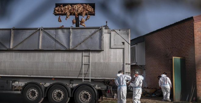 Un brote de gripe aviar obliga a sacrificar más de 130.000 gallinas y pone en alerta a 32 explotaciones ganaderas en Valladolid