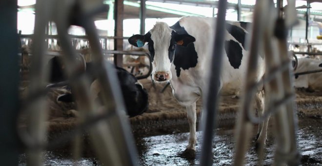 La producción de la industria láctea empeora por el paro del transporte e insta a las partes a un acuerdo "inmediato"
