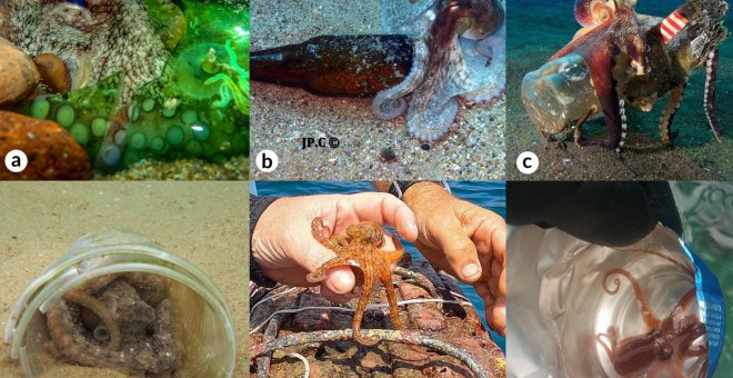 Los pulpos usan la basura humana del mar para protegerse y reproducirse