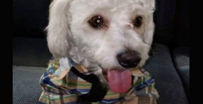 La odisea de Luno: el perro retenido en Barajas que se libró de ser sacrificado y que ahora espera en un centro de acogida