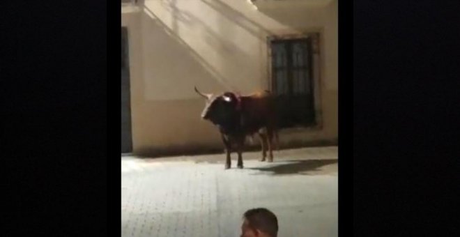 PACMA denuncia la muerte a tiros de dos toros en las fiestas de San Juan de Coria, Cáceres