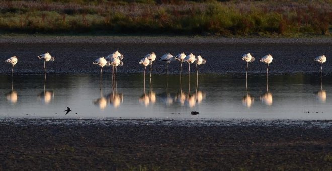 El declive ecológico de Doñana deja la cría de aves bajo mínimos y aboca a la desaparición de especies