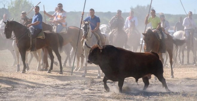 Derechos Sociales pide a Interior que garantice que el Toro de la Vega se celebra sin herir al animal