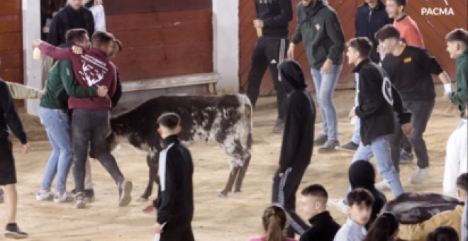 PACMA denuncia un 'after hours' taurino en las fiestas de Brihuega donde se hostigó a becerros hasta la extenuación