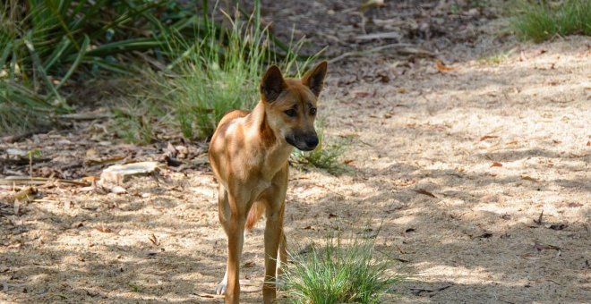 La extinción del dingo australiano: una historia de colonialismo y barbarie contra la vida silvestre