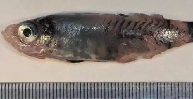 Descubren una nueva especie de pez en el Atlántico norte: el "pez pequeño grande"