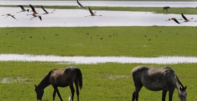 El declive de Doñana hiere de gravedad las poblaciones de aves, anfibios y depredadores