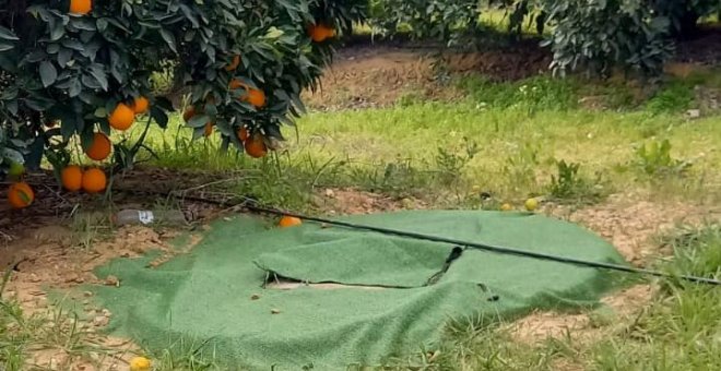La finca de la Casa de Alba denunciada por pozos ilegales produjo más de 60.600 toneladas de naranjas desde 2010