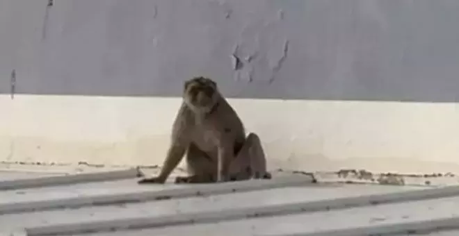 Capturan un mono que llevaba suelto varios días por La Línea de la Concepción
