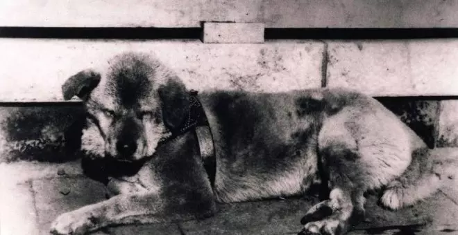 Hachiko, el perro que esperó nueve años por su dueño (pese a que había fallecido)