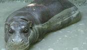 Muere Grebbo, el hipopótamo enano más anciano de Europa