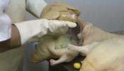 Igualdad Animal denuncia el "maltrato" al que son sometidos los patos para la producción de foie gras
