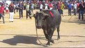 Extremadura prohíbe los toros ensogados y embolados