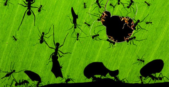 Unas hormigas, protagonistas de la mejor foto de naturaleza del año