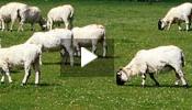 Google contrata cabras para cortar césped como medida anti crisis