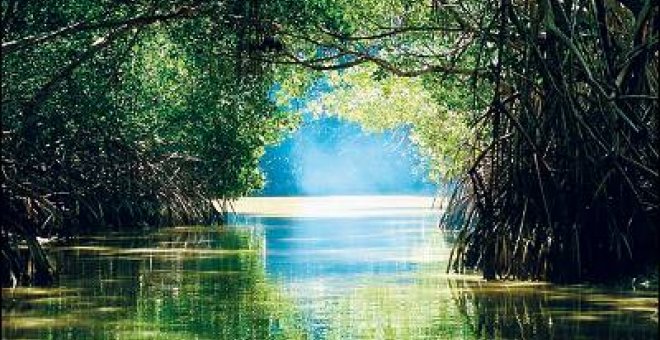 El turismo destruye los manglares mexicanos