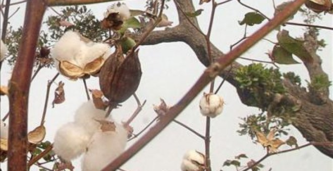 Bruselas proyecta mantener sin cambios el régimen de ayudas al algodón