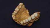 Hallan el maxilar de neandertal más completo de la Península