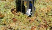 La CE aprueba 166 millones para la reestructuración del viñedo en España