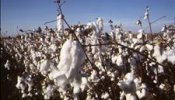 Pesimismo en el sector algodonero español que teme la desaparición del cultivo