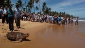 La supervivencia de la tortuga baula del Pacífico pende de un hilo