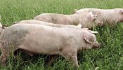 La CE prevé que los problemas económicos para el sector porcino durarán al menos hasta abril