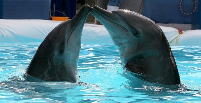 La conducta sexual de los delfines revela una pauta cultural similar a la humana