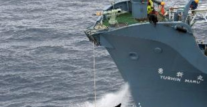 Australia vigilará con naves y aviones a los balleneros japoneses en la Antártida