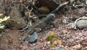 Encuentran en La Palma una especie de lagarto gigante que se creía extinguida