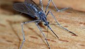 Detallan cómo el sexo provoca sed de sangre en el mosquito