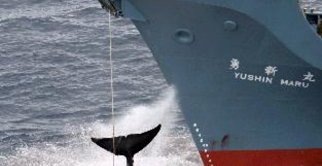 Australia empieza a vigilar por mar y aire a los balleneros de Japón en la Antártida
