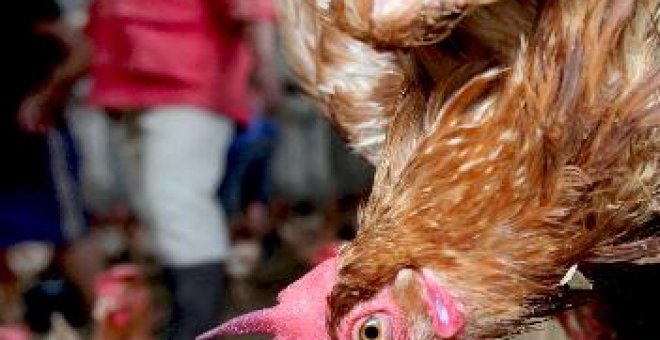 GSK recibe el refrendo de la Agencia Europea del Medicamento para la vacuna de la gripe aviar