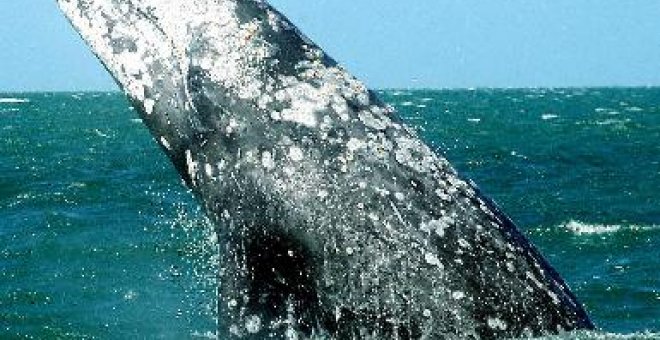 La CBI se reúne en Londres para favorecer el consenso sobre la captura de ballenas