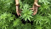 El éxito fulgurante del cannabis light en Francia