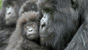 Cárcel para el cazador furtivo que mató al popular gorila Rafiki en Uganda