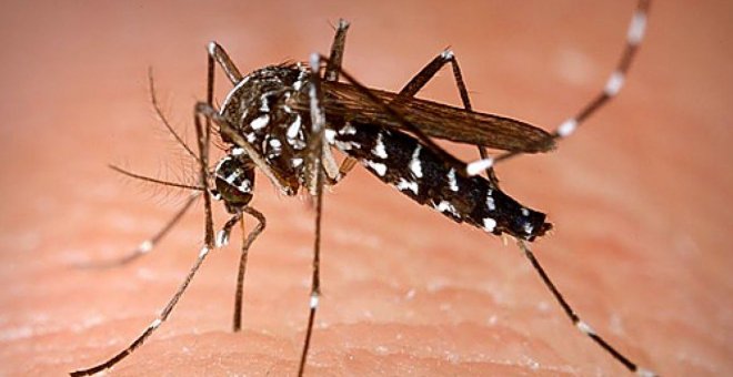 El mosquito, el animal más letal