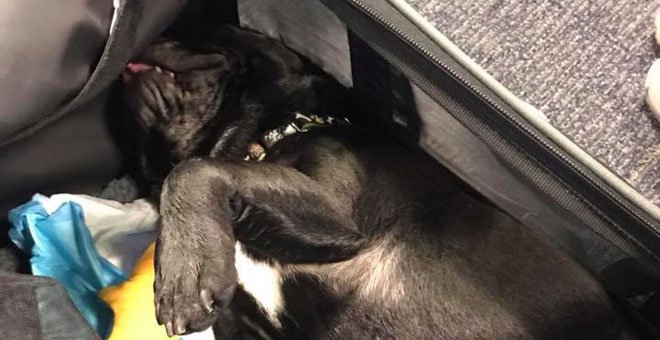 Muere un perro en un vuelo de United Airlines tras obligar a su dueña a encerrarlo en el portaequipajes