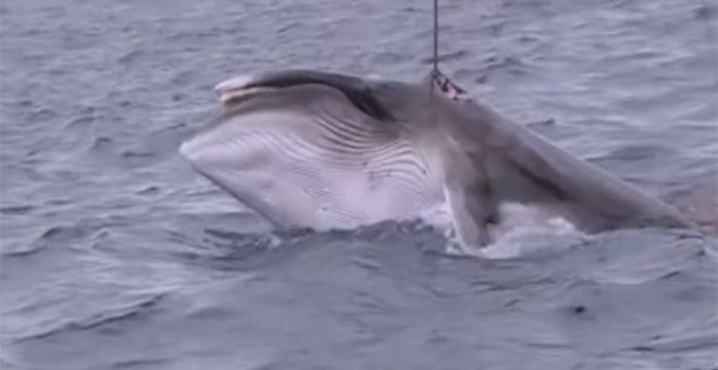 Japón da caza a 333 ballenas, pese a la prohibición