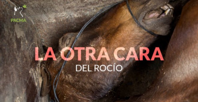 El PACMA denuncia la otra cara de El Rocío: casi 200 caballos muertos entre 2007 y 2018