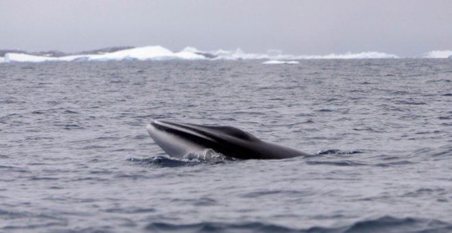 Japón cazó este año más de 50 ballenas en aguas protegidas de la Antártida