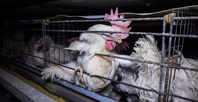 Una campaña de Igualdad Animal exige a DIA el fin de los huevos de gallinas enjauladas