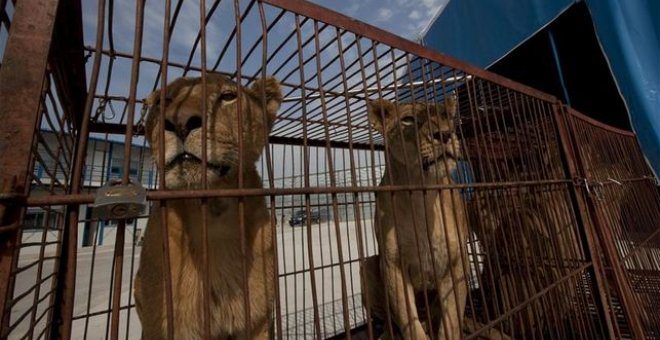 Extremadura prohíbe los circos con animales salvajes