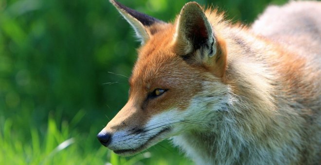 Asociaciones animalistas piden que se suspenda el campeonato de caza del zorro en cuatro municipios de Lugo