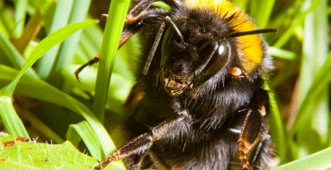 Cuidado con donde pisas esta primavera: la reina de abejorro se esconde en el suelo