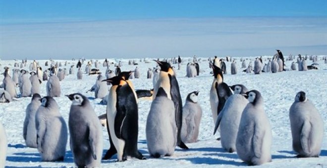Los pingüinos emperador no han criado polluelos durante los últimos tres años por el cambio climático