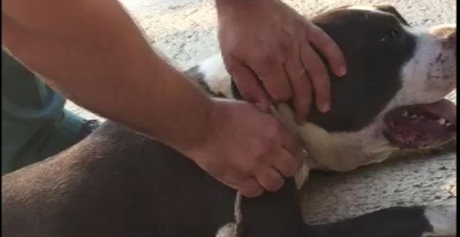 La Guardia Civil rescata a un perro atado por el cuello que se estaba ahogando al tratar de escapar
